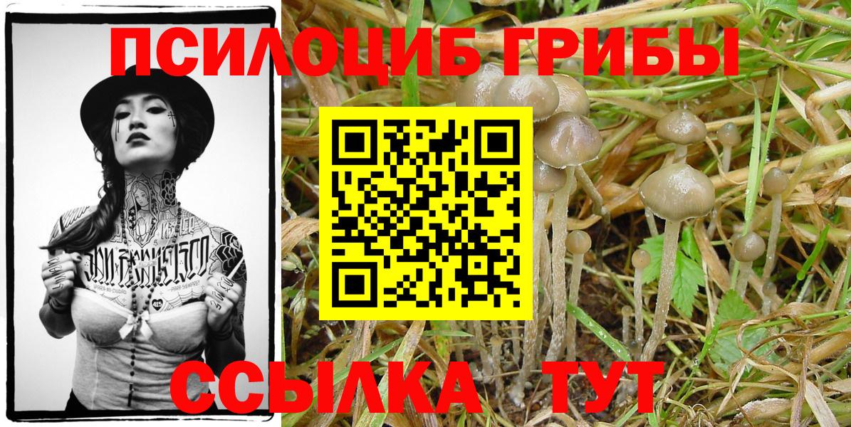 Галлюциногенные грибы Psilocybine cubensis Апатиты